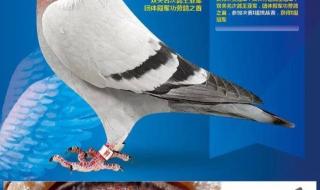 开尔国际爱心公棚大棚