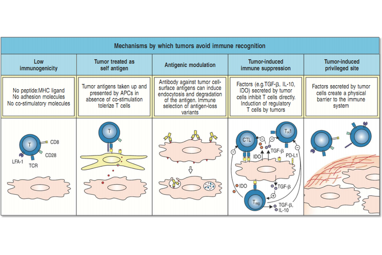 免疫逃逸（免疫逃逸机制）