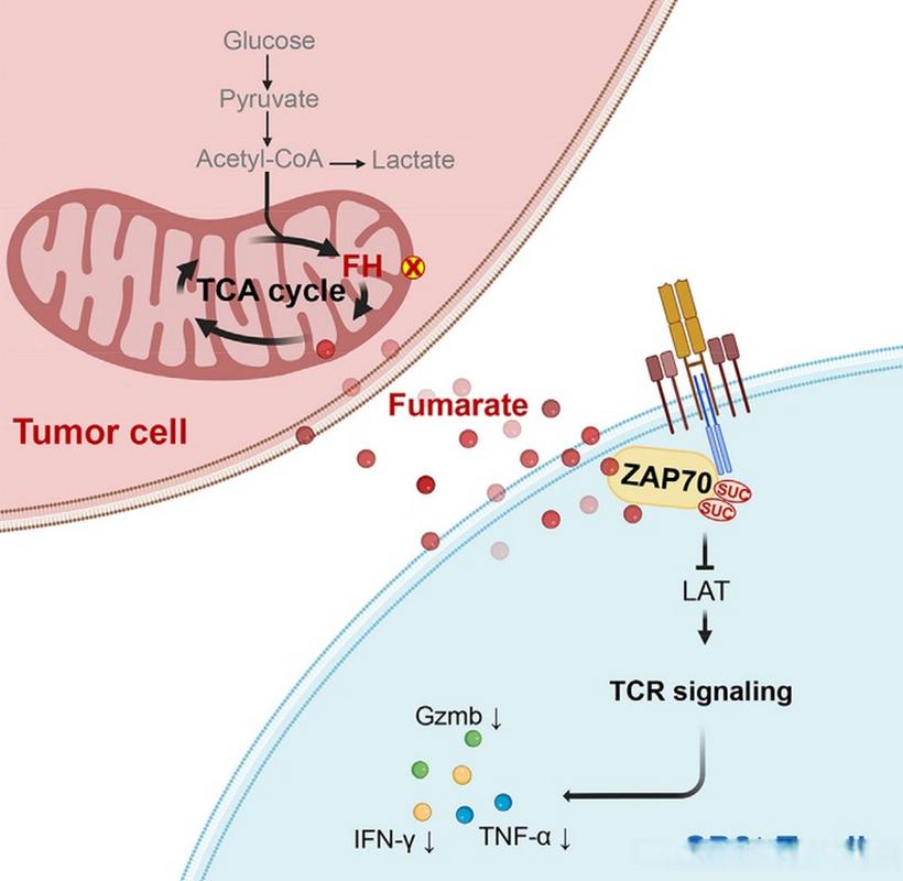 免疫逃逸（免疫逃逸机制）